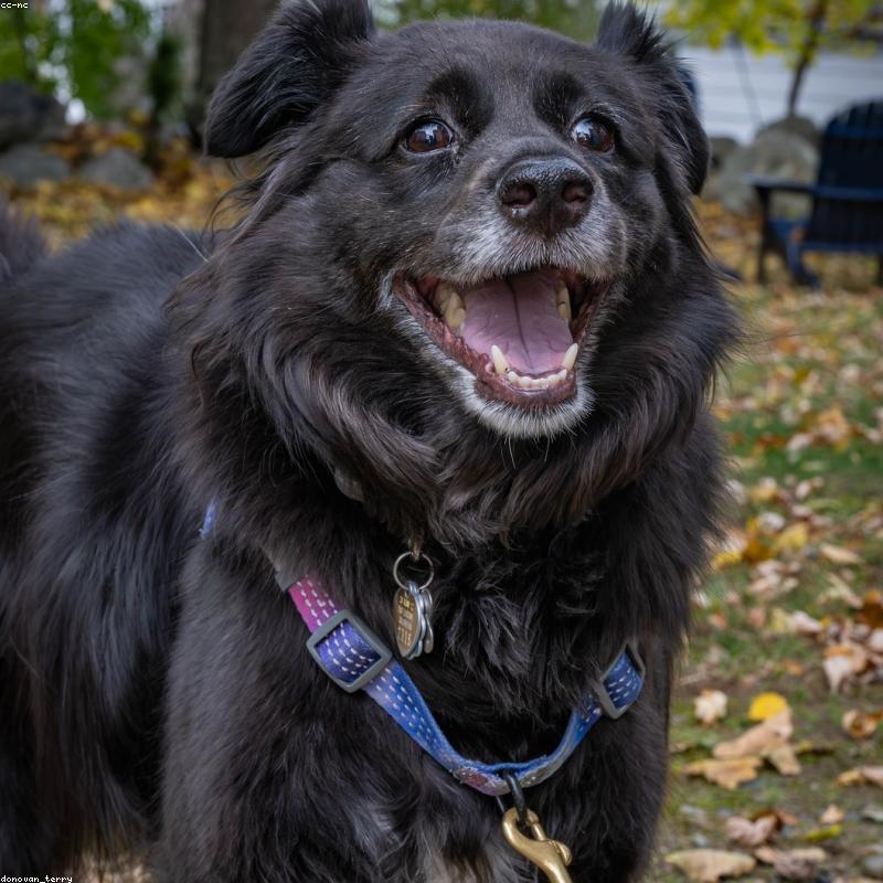 Bestseller für deinen Hund