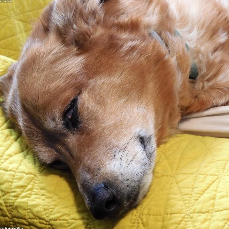 Mehr Freude im Hundealltag
